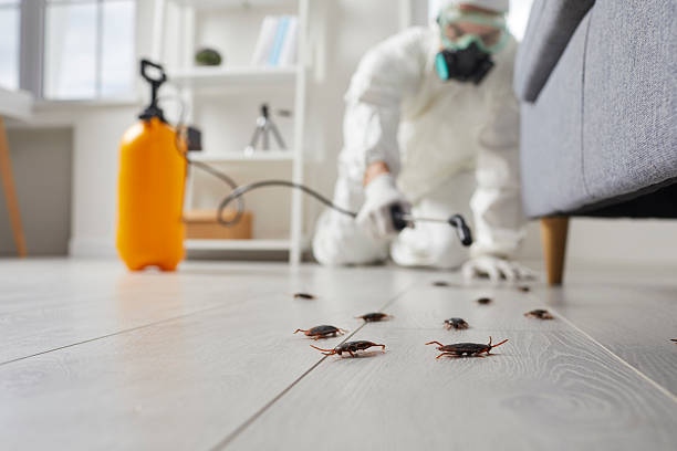 Commercial Kitchen Cockroach Control in Centre Grove